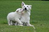 BERGER BLANC SUISSE - ADULTS ET PUPPIES 050